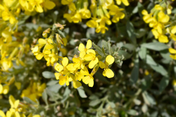 Obraz premium Croatian endemic plant