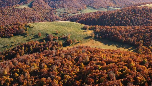 Aerial view overlooking peak foliage trees in Abruzzo national park, in Italy - circling, drone shot