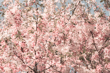 Cherry tree crown with blooming delicate pink flowers