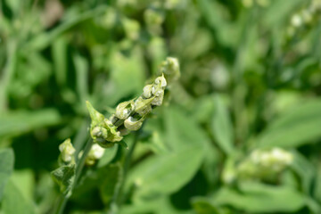 White-flowered common sage