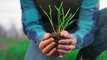 agriculture. farmer hand a holding wheat sprout. business plant agriculture concept. arable soil in...