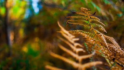 Macro de feuilles de fougère de teinte orangée, dans la forêt des Landes de Gascogne, pendant le crépuscule