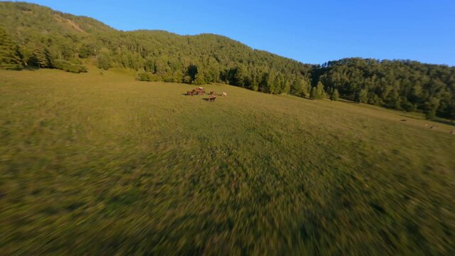 Aerial dynamic view beautiful wild horses foals herd grazing on autumn grass at mountain evening sunny valley landscape. FPC sports drone picturesque farm animals enjoy freedom on meadow scenery 4k