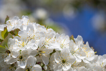 A beautiful cherry branch with delicate flowers in spring on a blue sky, selective focus. Spring Blooming - White Flowers And Sunny Bokeh Against The Sky. Spring Blooming-Floral Greeting Card