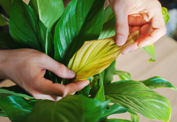 A man takes care of home plants, removes dry leaves close-up