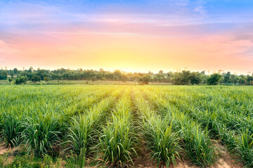 Fototapeta na wymiar Sugarcane field at sunset. sugarcane is a grass of poaceae family. it taste sweet and good for health. Well known as tebu in malaysia