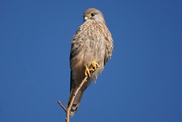 A female kestrel perching on a twig against a blue sky background. 