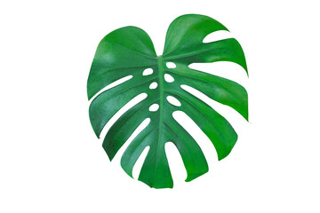 Monstera plant leaf, the tropical evergreen vine isolated on white background,