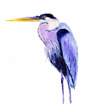 Blue heron bird watercolor illustration. Hand drawn realistic. Isolated background