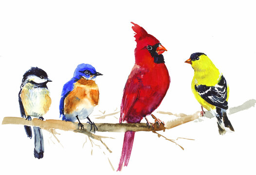 Chickadee Goldfinch Robin Red cardinal bird on a branch watercolor illustration. Hand drawn realistic blue tit. Small birds garden and forest small birds. Isolated background