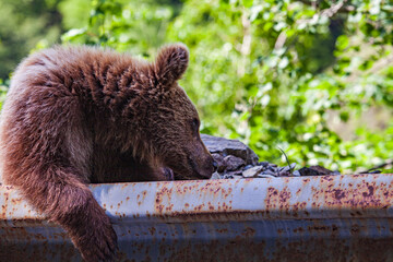 Wild bear on a road in Romania