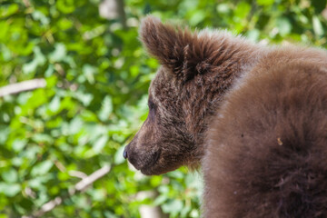 Naklejka premium Young bear on a road in Romania