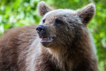 Young bear on the Transfagarasan in Romania