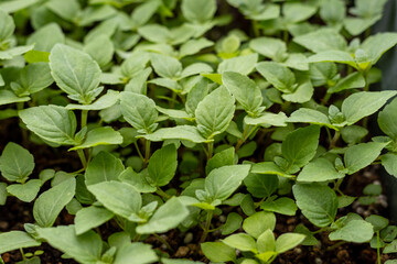 日本の大葉の苗