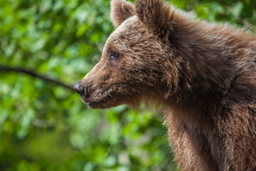 Young wild bear on a road in Romania