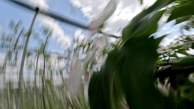 FPV sports drone shot crash falling down surrounded by blossom white flower trees apple farm row field fruit plantation. Aerial view damaged collapse helicopter at agriculture countryside landscape 4k
