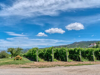 Fototapeta na wymiar Rows of vineyards on mountain and blue cloudy sky background