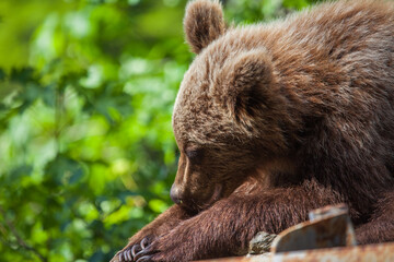 Young bear on the Transfagarasan in Romania