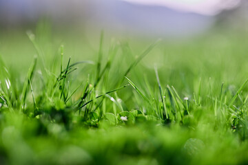 Green summer grass in the rays of sunlight, preserving the nature of the earth