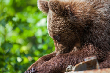Young bear on the Transfagarasan in Romania
