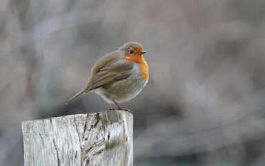 A European robin perching on a wooden post against a blurry background. 