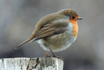 A close-up of a round-shaped European robin in profile against a blurred background. 