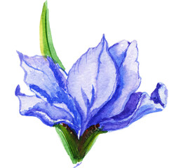 Fototapeta na wymiar Watercolor flowers irises, petals blue violet shades with green stems.Suitable for the design of greeting cards, invitations, wedding and baby showers.