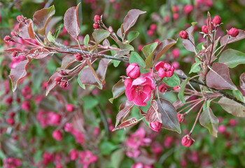 Apple tree with pink flowers in a spring garden. Pink-red inflorescences of an ornamental apple tree.