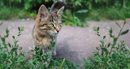 Naklejka na ściany i meble portrait of cute kitten in garden, blurred natural background. Lovely little cat. stray animal on street. care for abandoned animal, placement in a shelter, animal protection. world animal day concept