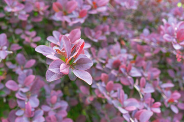 Thunberg barberry or Japanese barberry is an ornamental shrub with purple-carmine foliage.