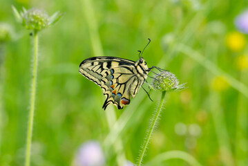 Old World Swallowtail or common yellow swallowtail (Papilio machaon) sitting on flower in Zurich, Switzerland