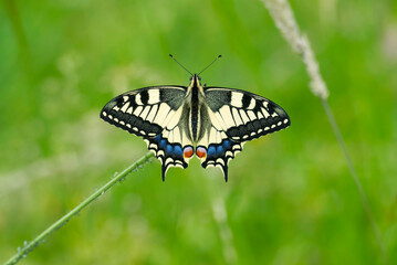 Old World Swallowtail or common yellow swallowtail (Papilio machaon) sitting on flower in Zurich, Switzerland