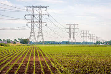Long row of electricity pylons with high voltage cables in an agricultural Dutch landscape. It's spring. In the field, newly sown maize plants are in converging rows.