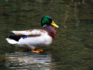 duck on the water