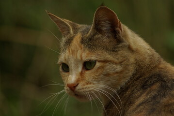 portrait of a cat