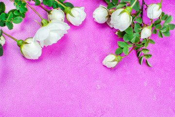 White bush roses with green leaves on a bright pink (fuchsia) background. Floral background. Space for the text. The concept of beauty and celebration. Freelance, work on the Internet. Birthday,