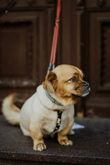 Toruń © Justyna d.Arc