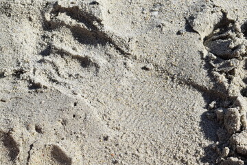 sand footprint 