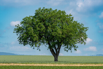 Fototapeta na wymiar Teleaufnahme eines alleinstehenden Walnussbaums auf einem landwirtschaftlich genutzten Feld