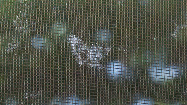 Poplar fluff stuck to a mosquito net.