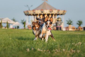 Dogs running together. Funny running pets. Group of dogs.