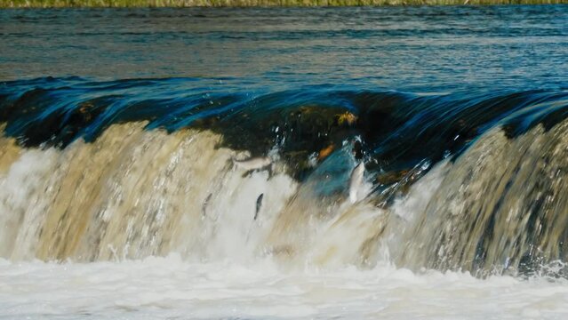 Flying fish in Kuldiga Waterfall on the rapids of Venta one of the main attractions not only of Kuldiga but of the whole Latvia This is the widest waterfall in Europe The fish jumps over the waterfall