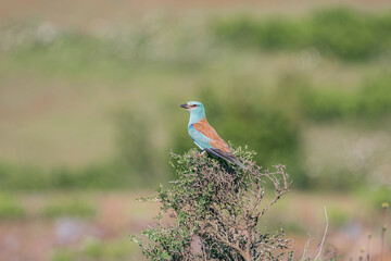 European Roller (Coracias garrulus) perched on a hawthorn tree