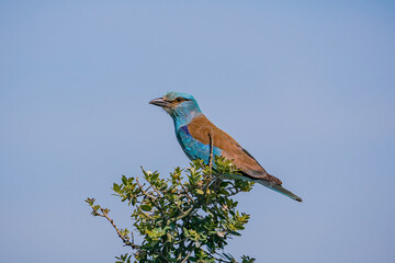 European Roller (Coracias garrulus) perched on a hawthorn tree