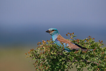 European Roller (Coracias garrulus) perched on a hawthorn tree