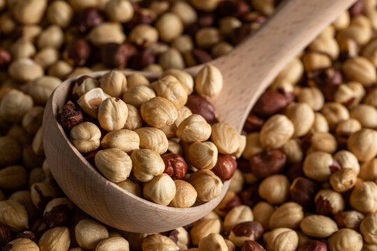 Scoop full of hazelnuts