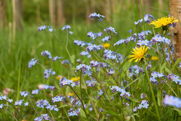 Fototapete bei efototapeten.de bestellen   