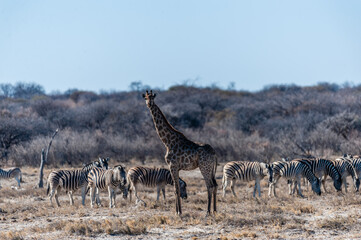 Fototapeta na wymiar Closeup of the neck of an Angolan Giraffe - Giraffa giraffa angolensis- standing on the plains of Etosha National Park, amid a group of Burchell's Plains zebra -Equus quagga burchelli.