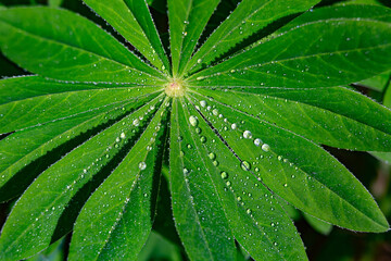 Plakat green leaf in raindrops close-up