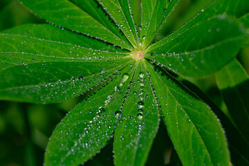 Obraz na płótnie Canvas green leaf in raindrops close-up